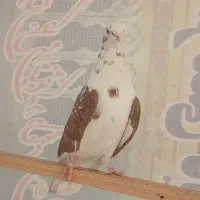 کبوتر پرشی ماده کفتر|پرنده|تهران, اتابک|دیوار