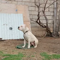 داگو نر و ماده