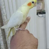 عروس هلندی لوتینو با قفس|پرنده|هندیجان, |دیوار