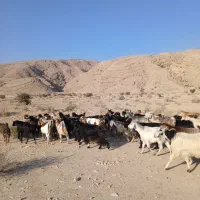 بز داشتی کهره دار|حیوانات مزرعه|خنج, |دیوار