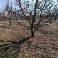 جمع کردن داخل باغچه