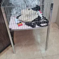 قفسه مغازه|فروشگاه و مغازه|رشت, صفاری|دیوار