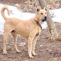 واگذاری سگ سرابی دوساله قد ۸۰