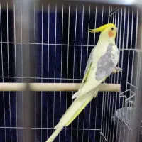 جفت عروس هلندی مولد