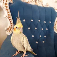 عروس هلندی ماده یکسال و نیمه|پرنده|خمینیشهر, |دیوار