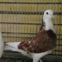 جوجه مفلق کاشونی آماده برای جلد کردن