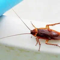 سمپاشی ساس سم پاشی تضمینی|خدمات نظافت|قدس, شهر‌قدس|دیوار