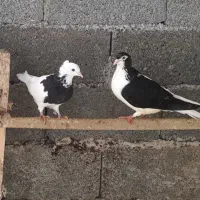 کبوتر طوقی .پرستویی. چپ .شصتی .پروازی همجوره|پرنده|لشت نشا, |دیوار