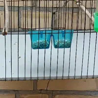 پرنده قناری خوش صدا درجه یک