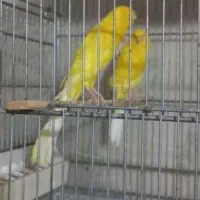 قناری رسمی بلند