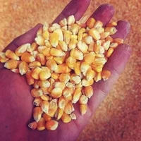 ذرت سویا گندم سبوس جو آرد..