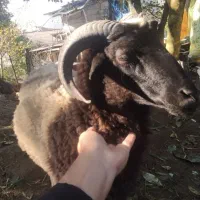 گوسفند بره نر