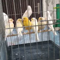 ماده قناری آماده  موزاییکی و پرتقالی