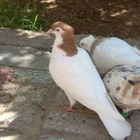۴تارنگه درجه یک|پرنده|گناباد, |دیوار