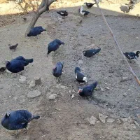 اردک و بوقلمون|حیوانات مزرعه|شهمیرزاد, |دیوار