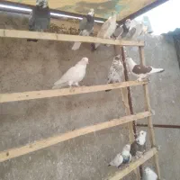 ۱۱عددکبوترپرشی، جفت یاهو|پرنده|اشکذر, |دیوار