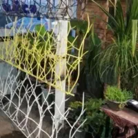 حفاظ روی دیوار بوته ای و شاخ گوزنی