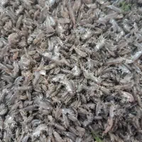 لوازم ماهیگیری در رشت