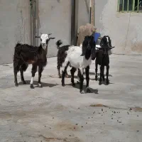 ۵عدد کره داشتی دوعدد کره بزرگ ویک بز ابستن|حیوانات مزرعه|برازجان, |دیوار