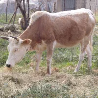 گاوجوان دورگ چالوسی 2 ماه شکم