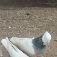 جفت طوقی نر و ماده