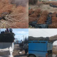 نهال بادام سوپرنوا پیوندی