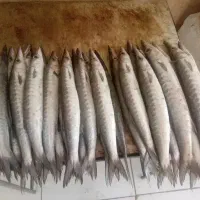 فروش ماهی صید قایق