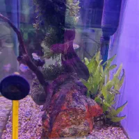 آکواریوم پلنت