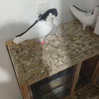 کفتر چادری چپ|پرنده|ری, علایین|دیوار