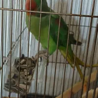 ال۹۰ نقره ای مدل۸۶