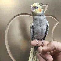 عروس هلندی|پرنده|نسیم‌شهر, |دیوار