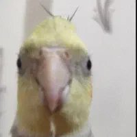 پذیرش واگذاری دائمی پرندگان