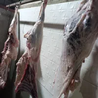 گوشت بزغاله و بره
