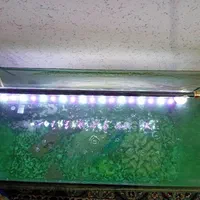 آکواریوم|ماهی|دزفول, |دیوار