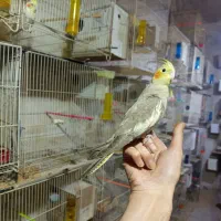 عروس هلندی آهویی