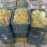 انگور کشمش برا دوشاب