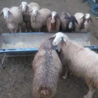 گوسفند داشتی جوان و آبستن