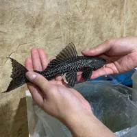 ماهی لجن خوار