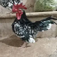 مرغ و خروس مینیاتوری جاپنیز|حیوانات مزرعه|کهریزک, |دیوار