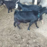 چهار‌بز‌داشتی