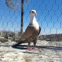 مخمل کله سفید کاکلی و ...