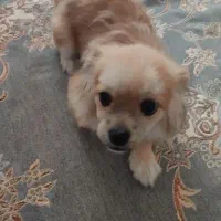 سگ نژاد دار بسیار با ادب