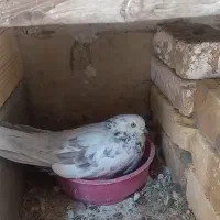 کفتر پرشی|پرنده|مهدی شهر, |دیوار