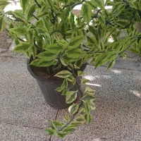 گل های خانگی زیبا