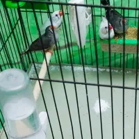 فنچ نر و ماده دونه ای صد تومن