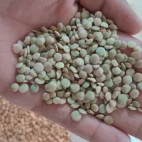 عدس درجه یک عالی پوخت سری|خوردنی و آشامیدنی|بزینه رود, |دیوار