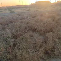 فروش کاه گندم|حیوانات مزرعه|هامون, |دیوار