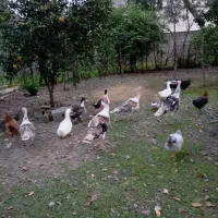 بوقلمون|حیوانات مزرعه|رشت, پارک شهر|دیوار