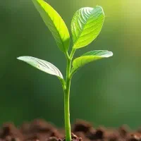 جایگزین کودهای شیمیایی رسید