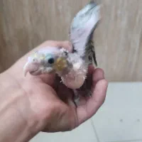 جوجه عروس سرلاکی